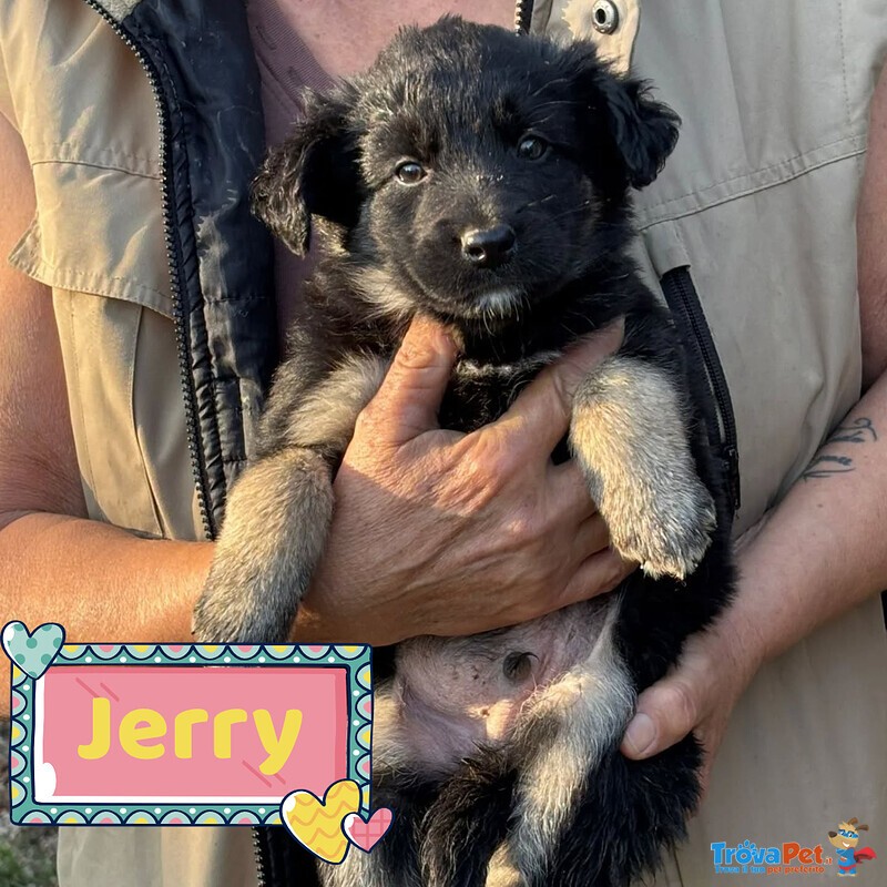 Jerry Dolce Cucciolo Taglia Medio Piccola Cerca casa - in Adozione - Foto n. 1
