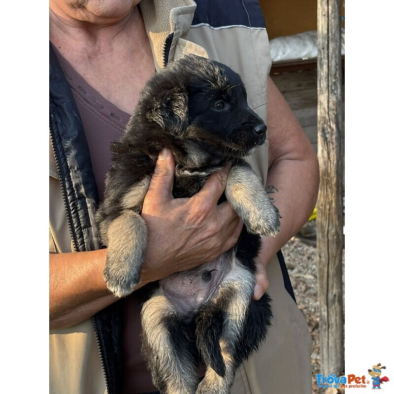 Jerry Dolce Cucciolo Taglia Medio Piccola Cerca casa - in Adozione - Foto n. 2
