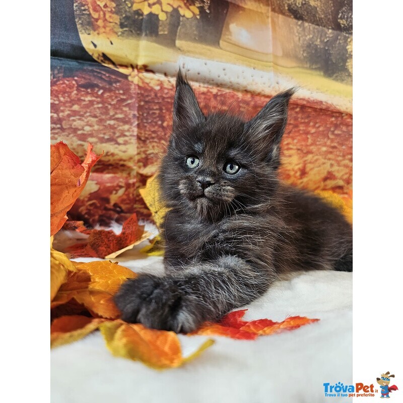 Maine coon top Wild - Foto n. 1