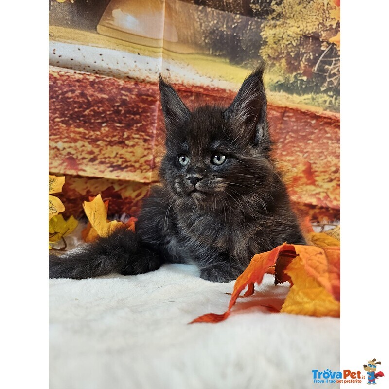 Maine coon top Wild - Foto n. 2