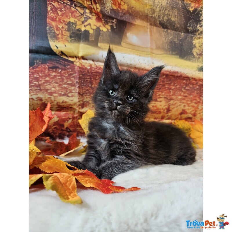 Maine coon top Wild - Foto n. 4