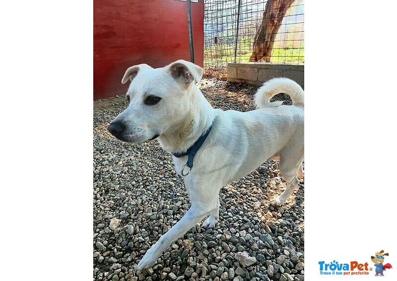 Cali' Giovane - Bravo! Rimasto Solo! 15kg - Foto n. 1