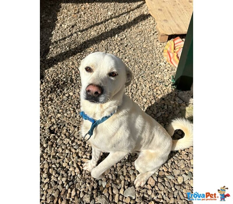 Cali' Giovane - Bravo! Rimasto Solo! 15kg - Foto n. 2