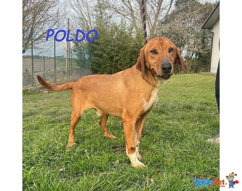 Poldo Esuberante ed Affettuoso! 5-6anni - Foto n. 1