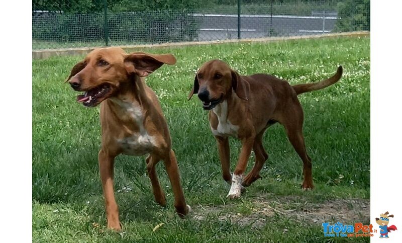Poldo Esuberante ed Affettuoso! 5-6anni - Foto n. 3