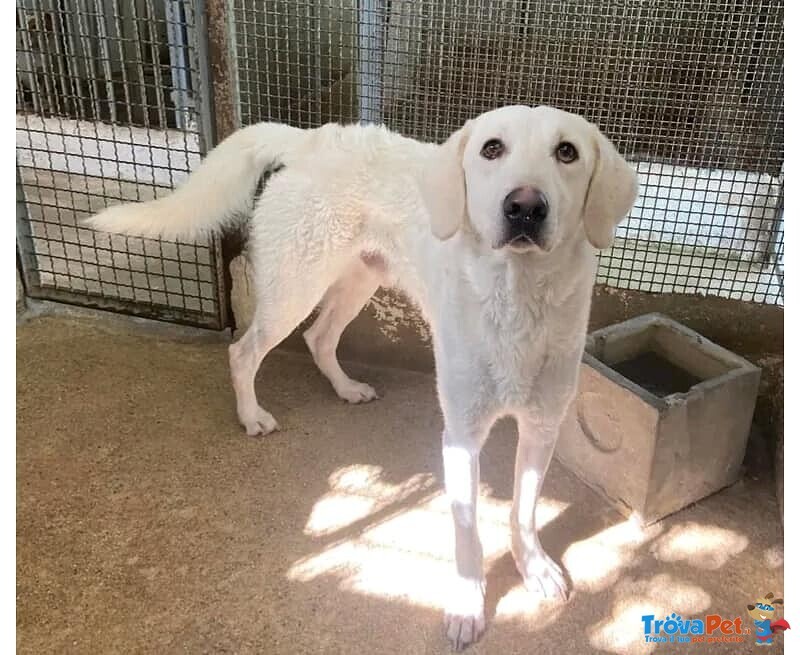 Lerry Determinato tg Mediogrande - Foto n. 3