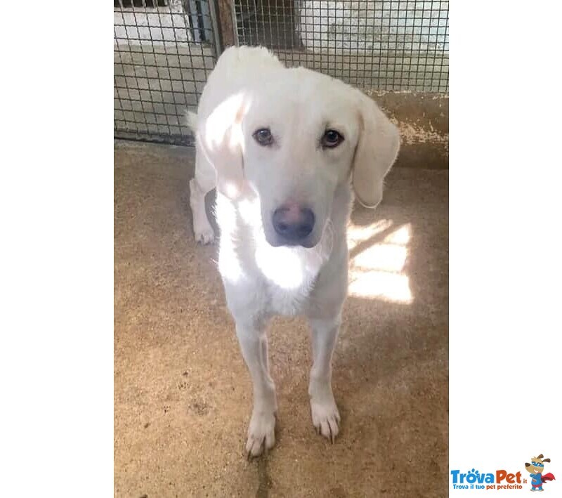 Lerry Determinato tg Mediogrande - Foto n. 4