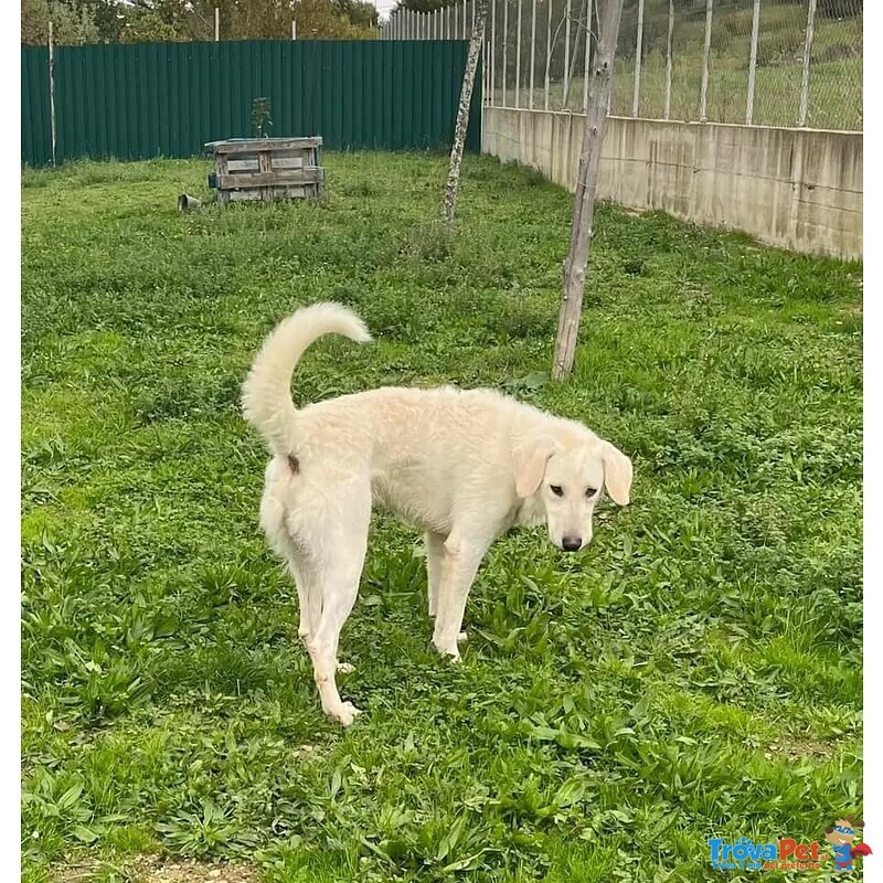 Lerry Determinato tg Mediogrande - Foto n. 5