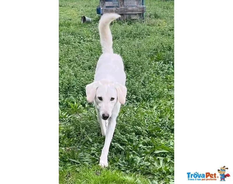 Lerry Determinato tg Mediogrande - Foto n. 6