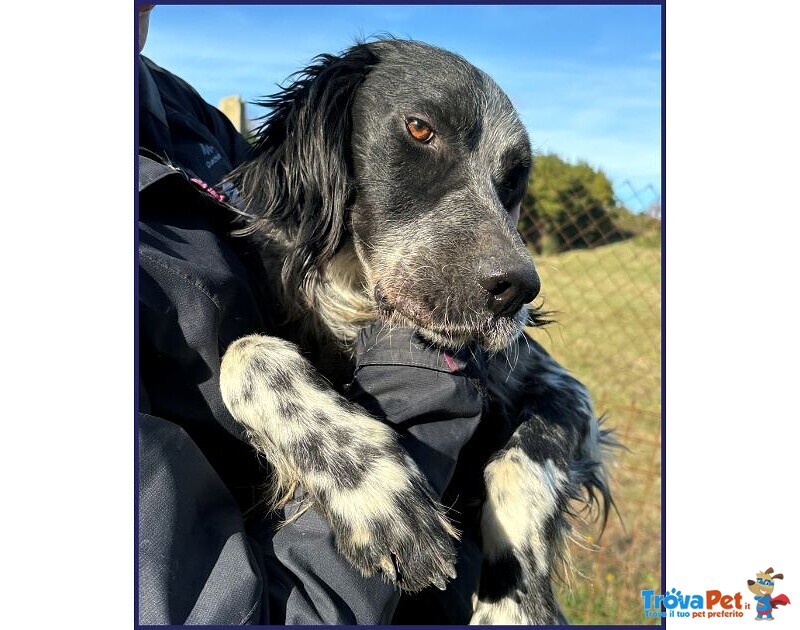 Zanzibar Giovane Setter! - Foto n. 3