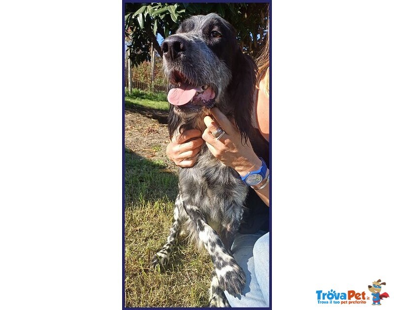 Zanzibar Giovane Setter! - Foto n. 4