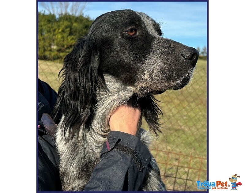 Zanzibar Giovane Setter! - Foto n. 5