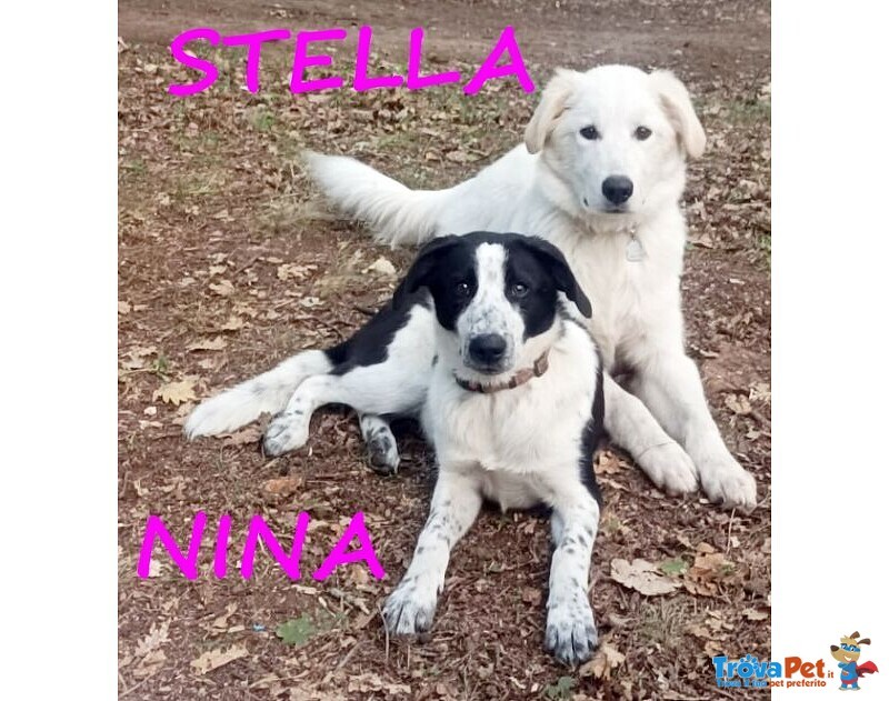 Nina e Stella 1anno Dolcissime - Foto n. 1