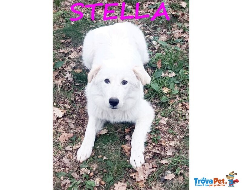 Nina e Stella 1anno Dolcissime - Foto n. 4