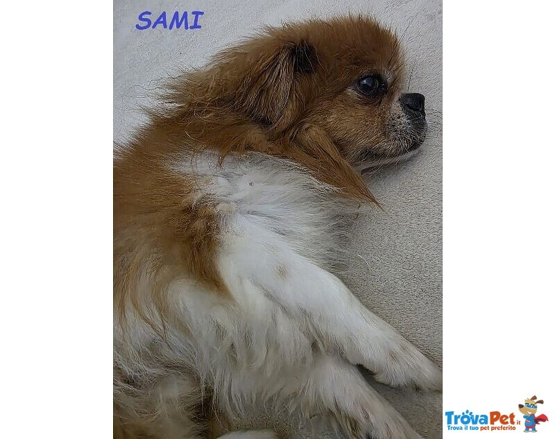 Sami 9anni Buono con Tutti! Urgente - Foto n. 2