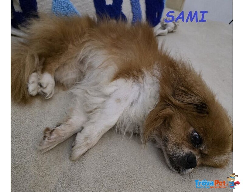 Sami 9anni Buono con Tutti! Urgente - Foto n. 3