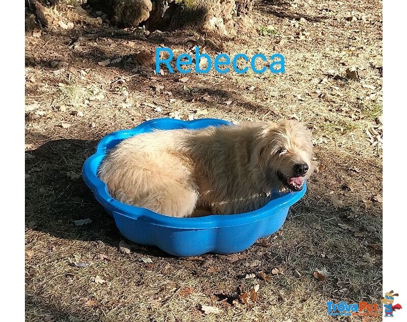 Rebecca 9anni Rimasta sola - Dolcissima! - Foto n. 2