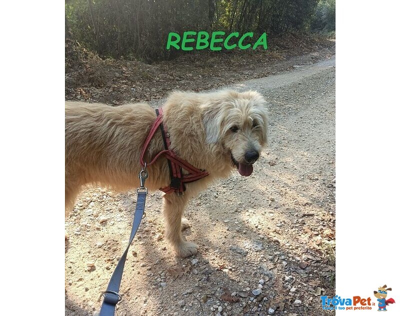 Rebecca 9anni Rimasta sola - Dolcissima! - Foto n. 4