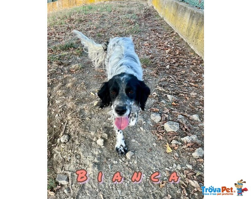 Bianca 1 anno Dolce Coccolona - Foto n. 1