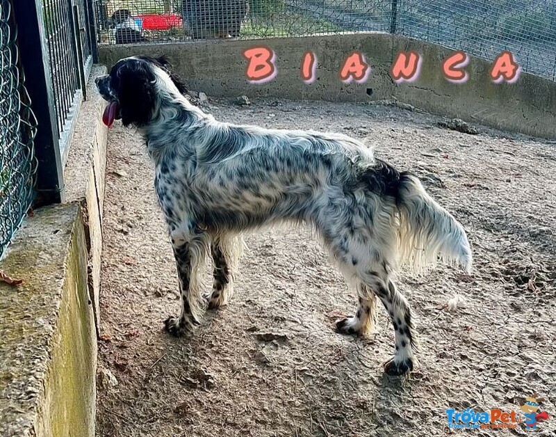 Bianca 1 anno Dolce Coccolona - Foto n. 3