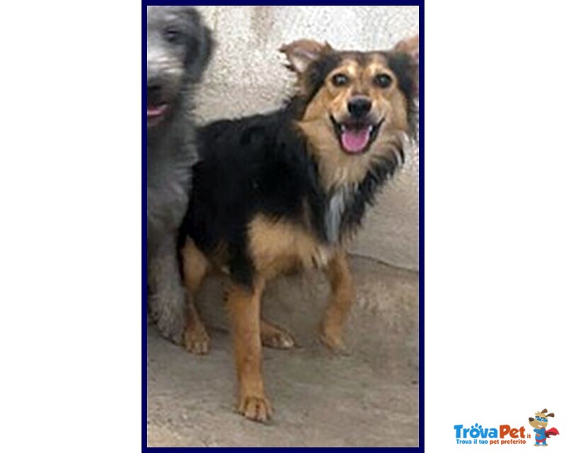 Danubio Lupacchiotto Timidone - Foto n. 1