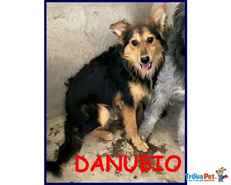 Danubio Lupacchiotto Timidone - Foto n. 3