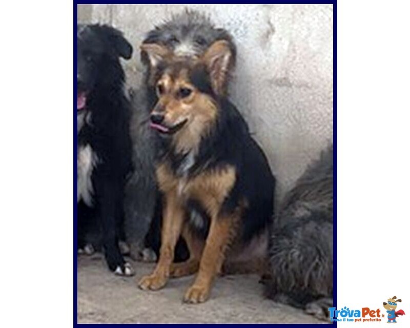 Danubio Lupacchiotto Timidone - Foto n. 4