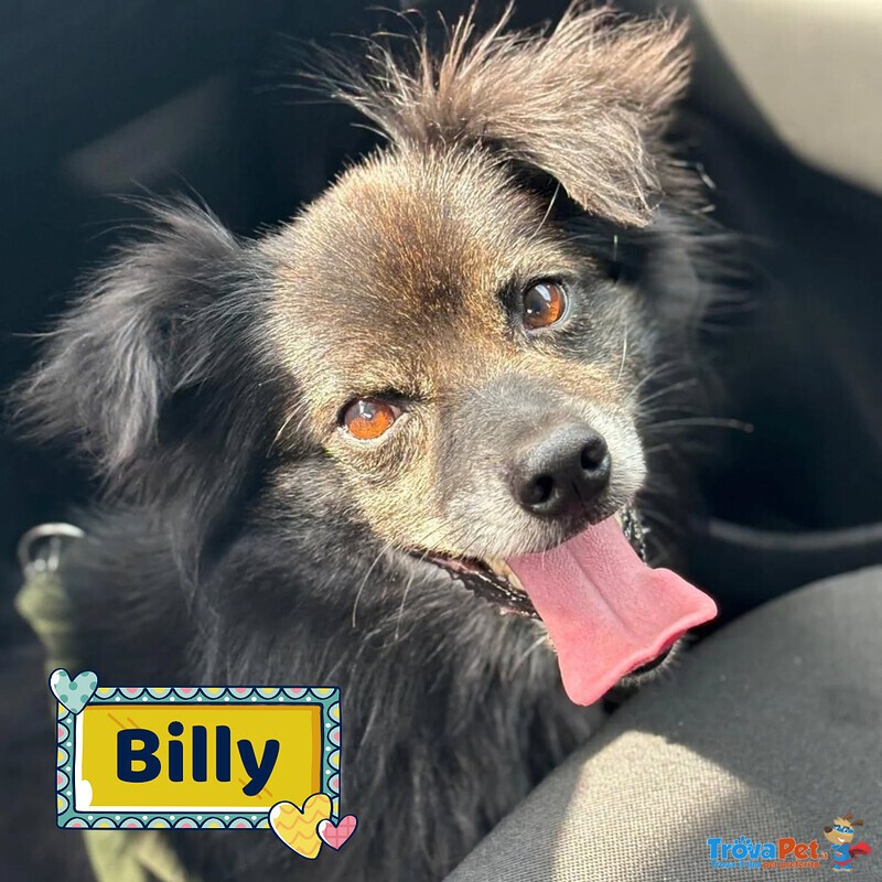 Billy Adozione del Cuore - Nonnino 15 anni Cerca casa - Taglia mini 6 Kg - Foto n. 1