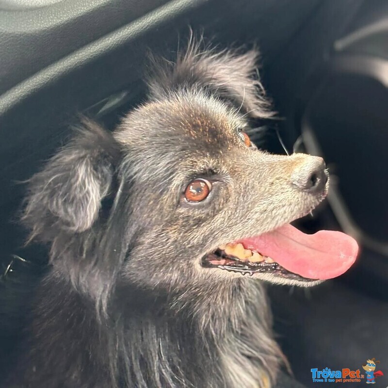 Billy Adozione del Cuore - Nonnino 15 anni Cerca casa - Taglia mini 6 Kg - Foto n. 2