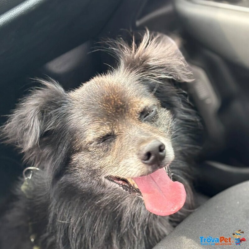 Billy Adozione del Cuore - Nonnino 15 anni Cerca casa - Taglia mini 6 Kg - Foto n. 3