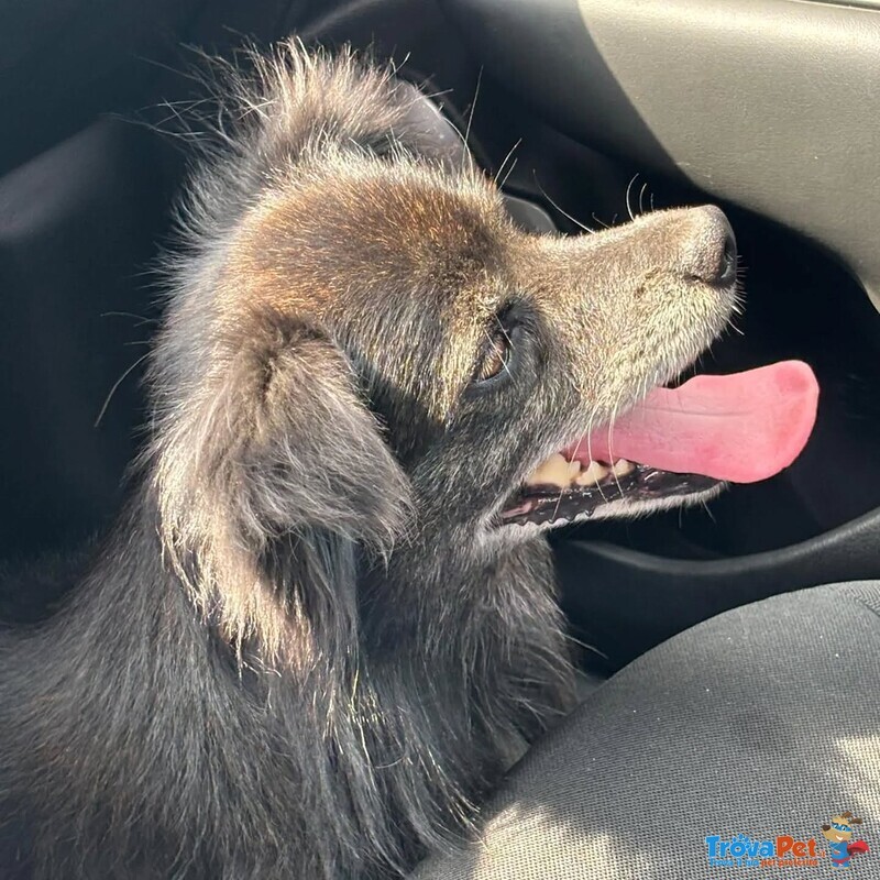 Billy Adozione del Cuore - Nonnino 15 anni Cerca casa - Taglia mini 6 Kg - Foto n. 4