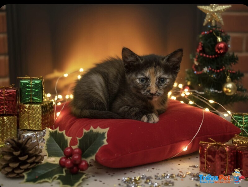 Sissi Dolce Micina 50 Giorni Cerca casa - Coccole e fusa a Volontà - Foto n. 1