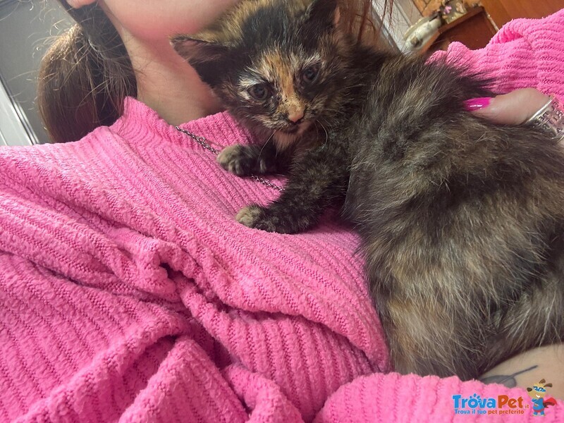 Sissi Dolce Micina 50 Giorni Cerca casa - Coccole e fusa a Volontà - Foto n. 2