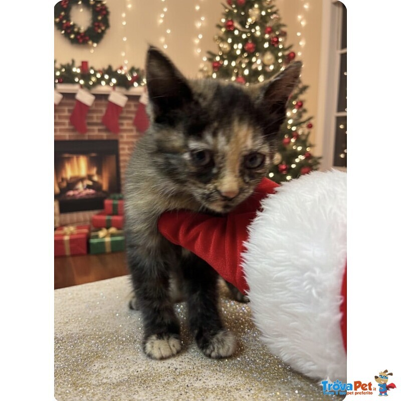 Sissi Dolce Micina 50 Giorni Cerca casa - Coccole e fusa a Volontà - Foto n. 3