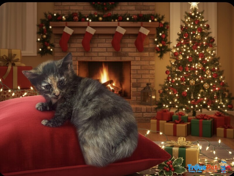 Sissi Dolce Micina 50 Giorni Cerca casa - Coccole e fusa a Volontà - Foto n. 4