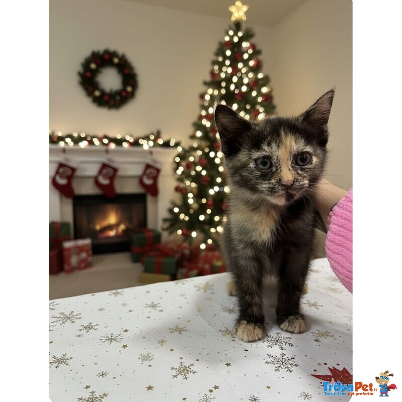 Sissi Dolce Micina 50 Giorni Cerca casa - Coccole e fusa a Volontà - Foto n. 5