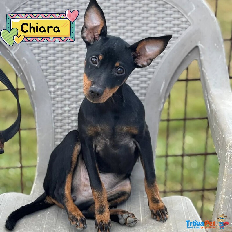 Chiara Dolcissima Cucciolina Pinscher 5 mesi Cerca Casa - Foto n. 1