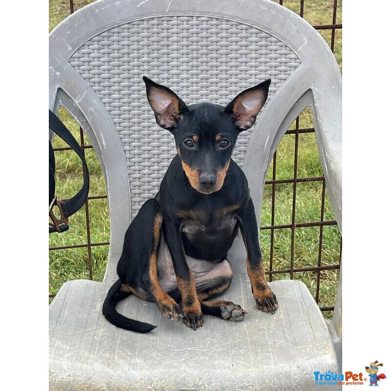 Chiara Dolcissima Cucciolina Pinscher 5 mesi Cerca Casa - Foto n. 2