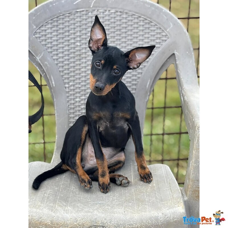 Chiara Dolcissima Cucciolina Pinscher 5 mesi Cerca Casa - Foto n. 4