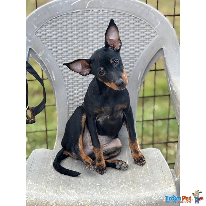 Chiara Dolcissima Cucciolina Pinscher 5 mesi Cerca Casa - Foto n. 5