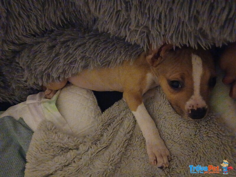 Pitbull Femmina di 3 mesi in Regalo - Foto n. 1