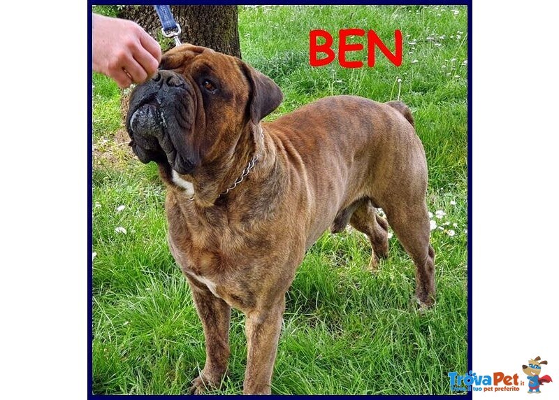 Ben Splendido Bullmastiff Favoloso con le Persone - Foto n. 1