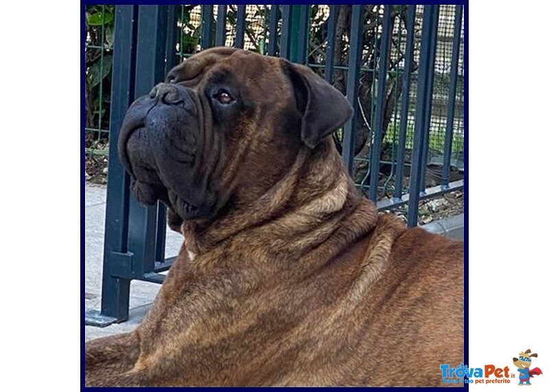 Ben Splendido Bullmastiff Favoloso con le Persone - Foto n. 2