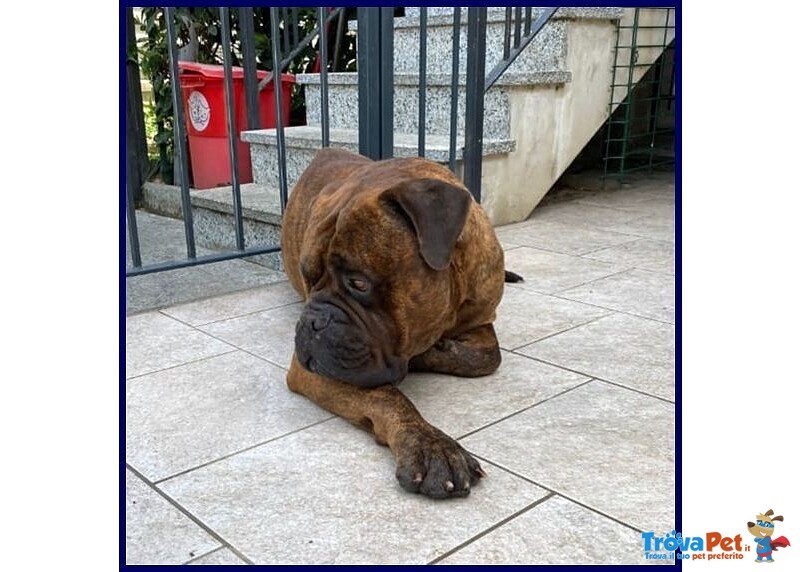Ben Splendido Bullmastiff Favoloso con le Persone - Foto n. 3