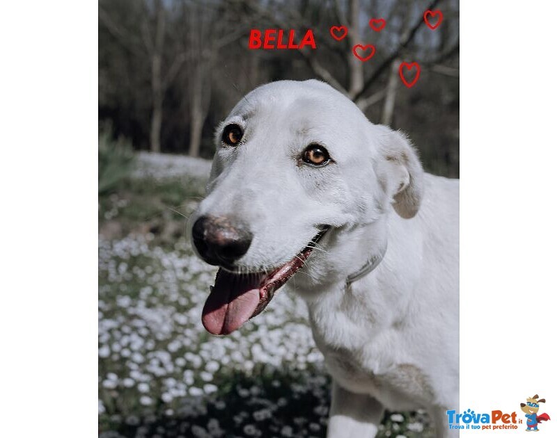 Bella Buona e Festosa - Giovane - Foto n. 1