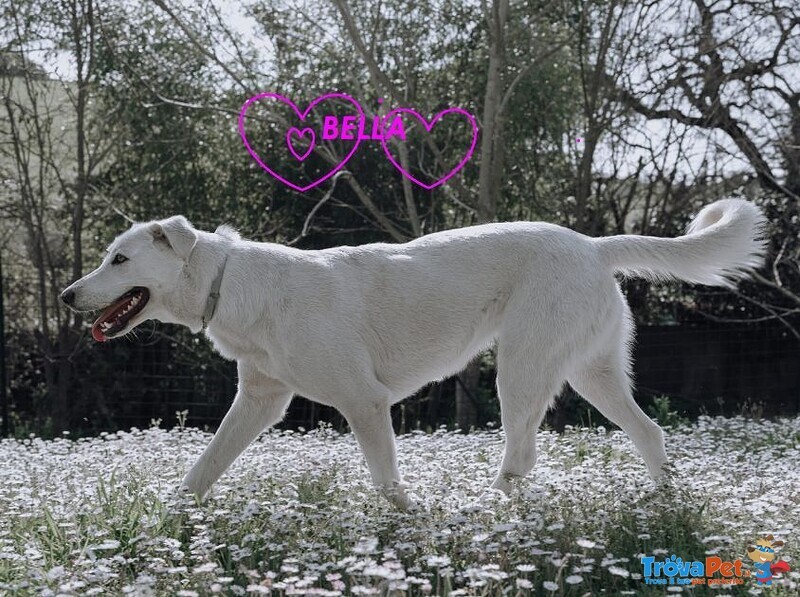 Bella Buona e Festosa - Giovane - Foto n. 2