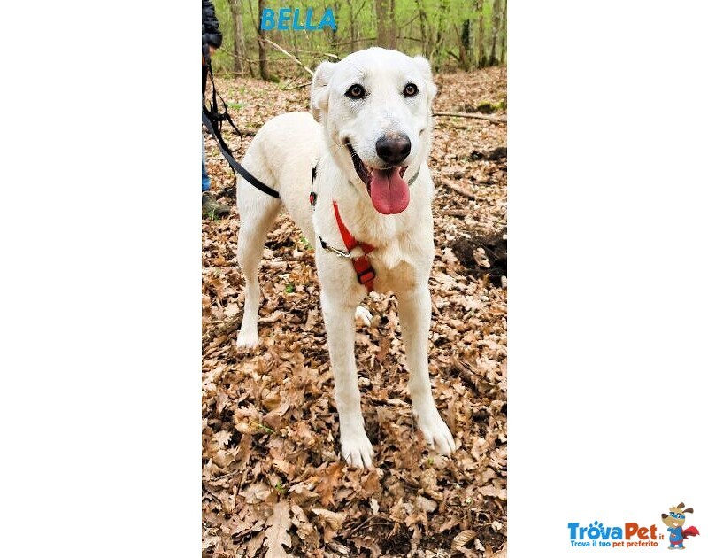 Bella Buona e Festosa - Giovane - Foto n. 3