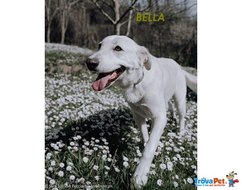 Bella Buona e Festosa - Giovane - Foto n. 4