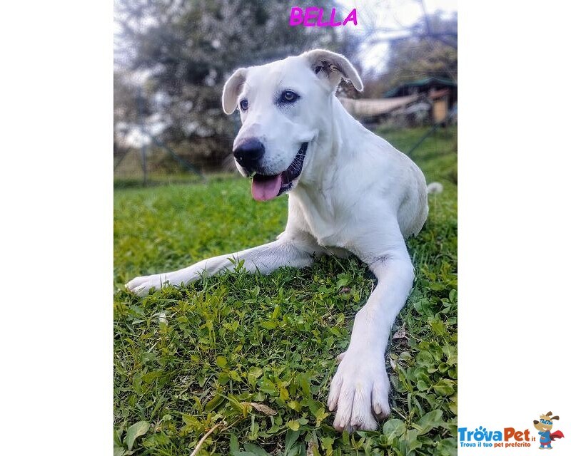 Bella Buona e Festosa - Giovane - Foto n. 6