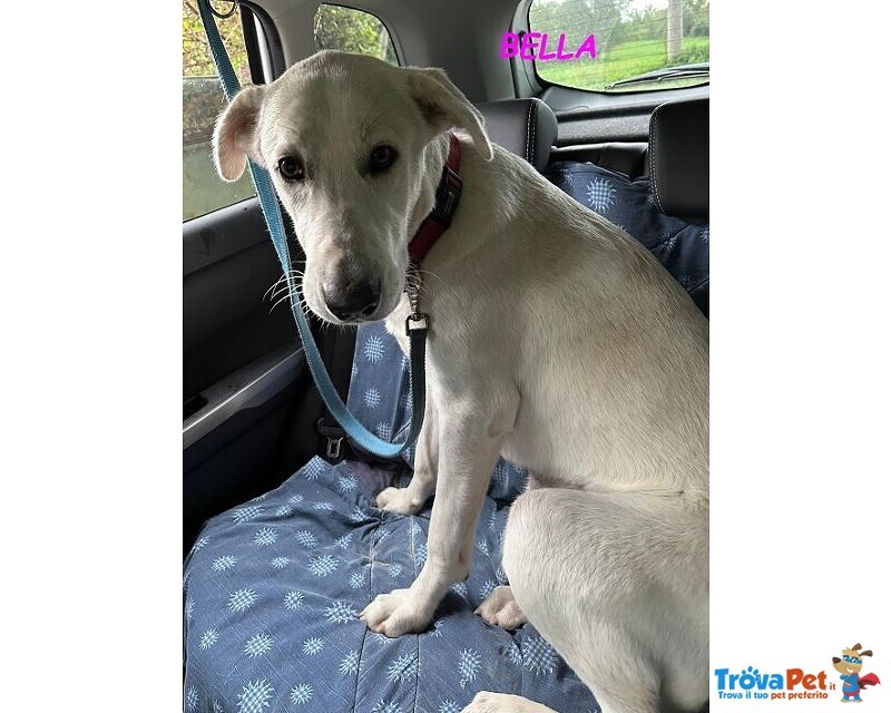 Bella Buona e Festosa - Giovane - Foto n. 7